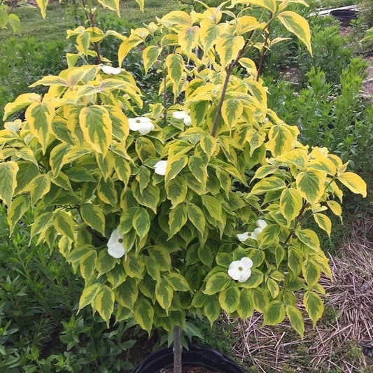 B&B Dogwood Celestial Shadow Variegated White