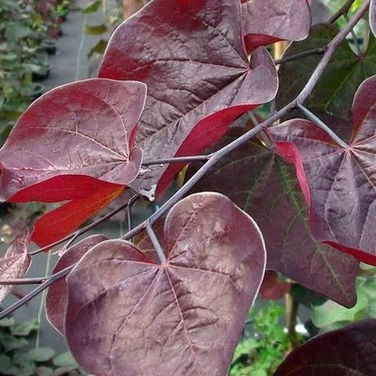 B&B Ruby Falls Redbud