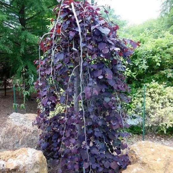 B&B Ruby Falls Redbud