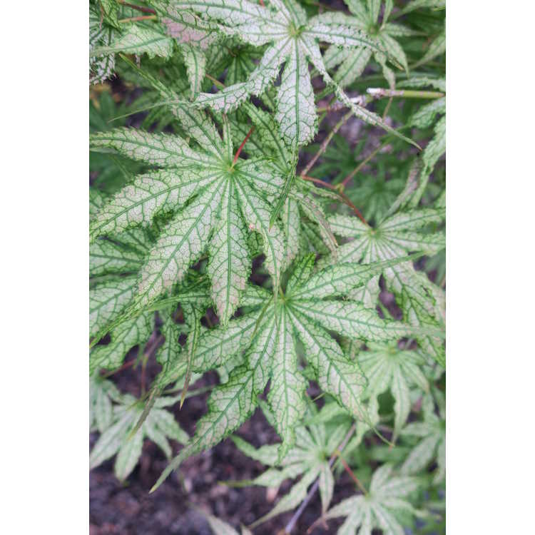 Peaches N Cream Japanese Maple