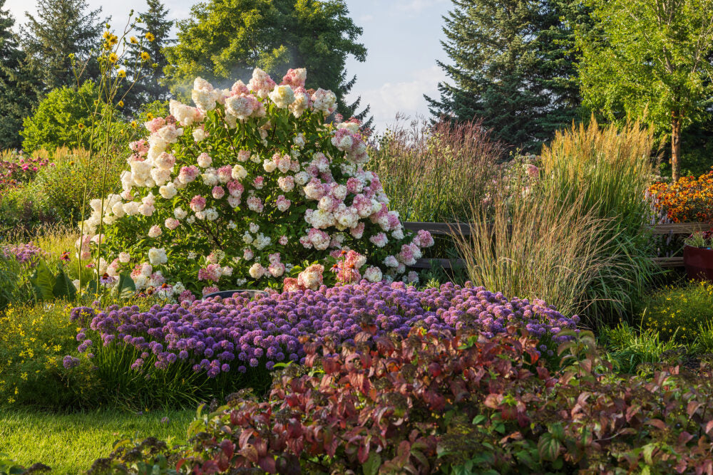 Limelight Hydrangea Tree at Settlemyre Nursery