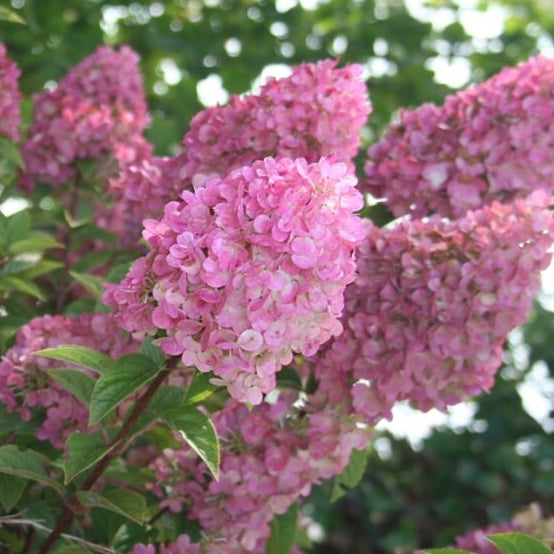 Strawberry Sundae Hydrangea