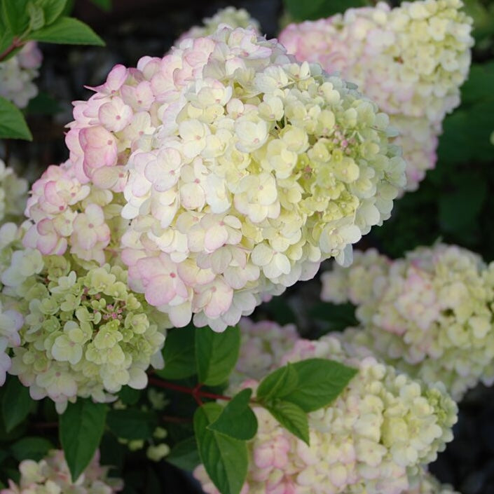 Strawberry Sundae Hydrangea