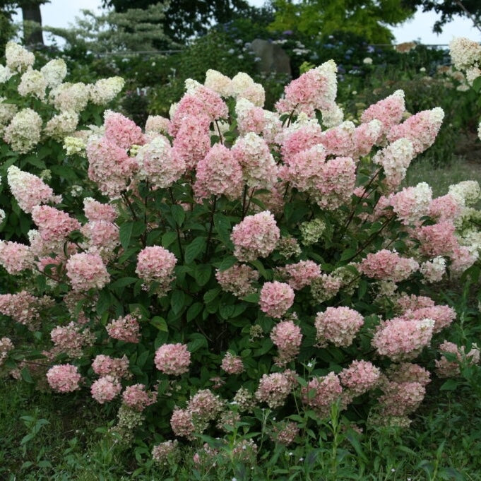 Strawberry Sundae Hydrangea