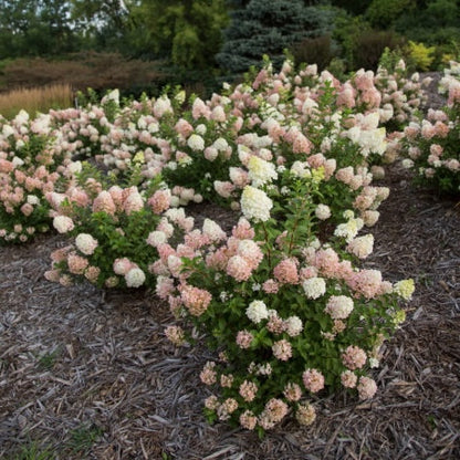 Strawberry Sundae Hydrangea