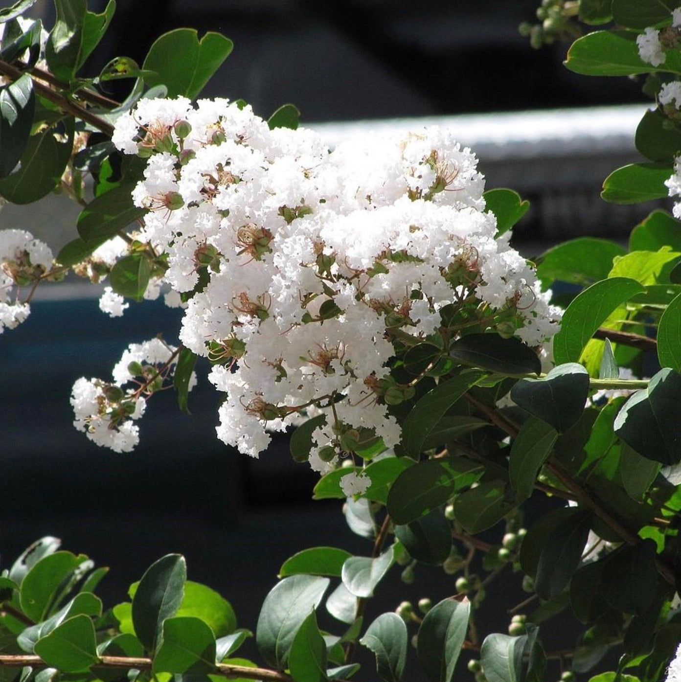 Sarahs Favorite White Crepe Myrtle