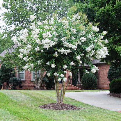 Sarahs Favorite White Crepe Myrtle