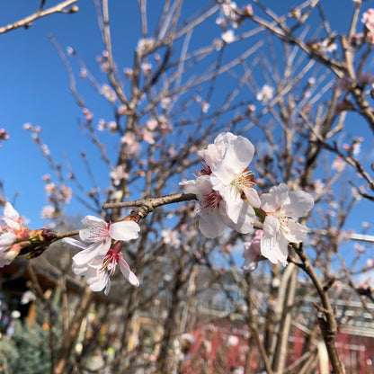 B&B Yoshino Flowering Cherry