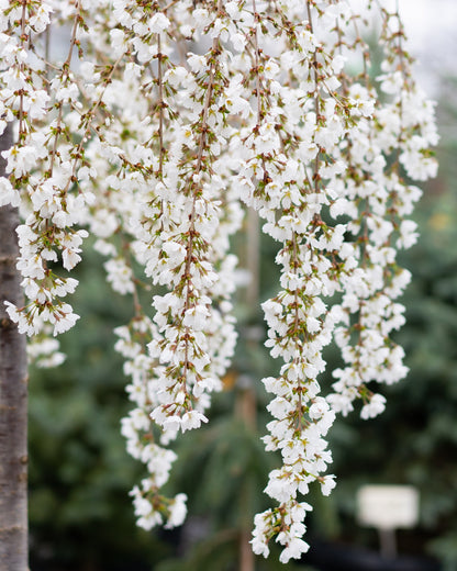 B&B Weeping Cherry Snowfountain