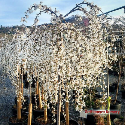 B&B Weeping Cherry Snowfountain