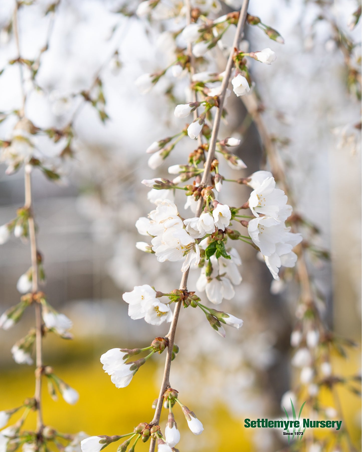 B&B Weeping Cherry Snowfountain