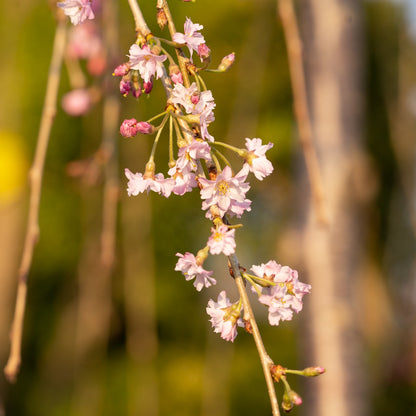 B&B Weeping Cherry Double Pink