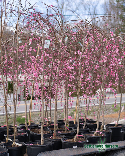 B&B Weeping Cherry Double Pink