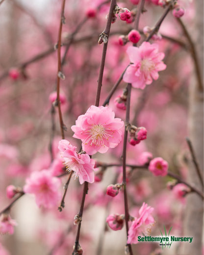 B&B Weeping Cherry Double Pink