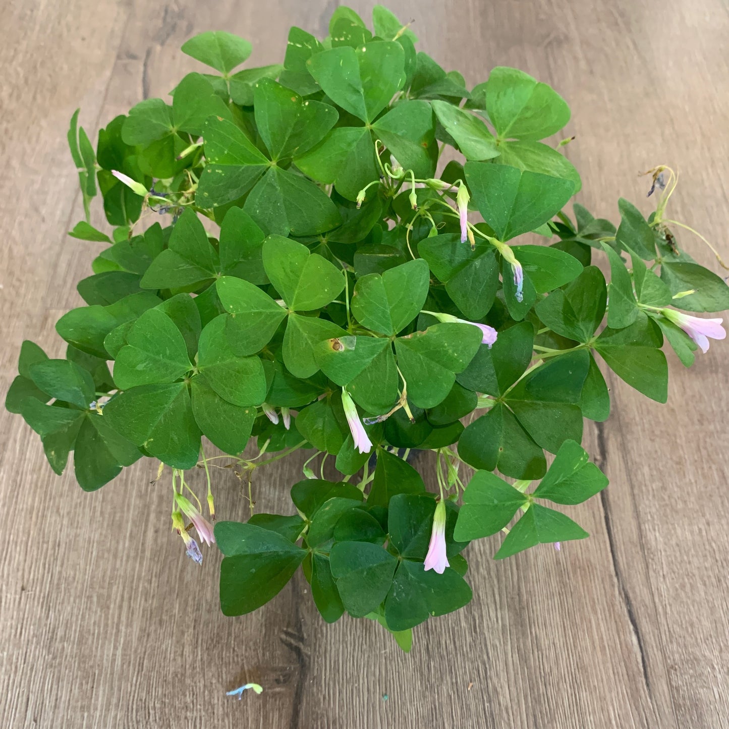 Oxalis Green 4