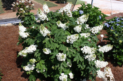 Jetstream Oakleaf Hydrangea 2g