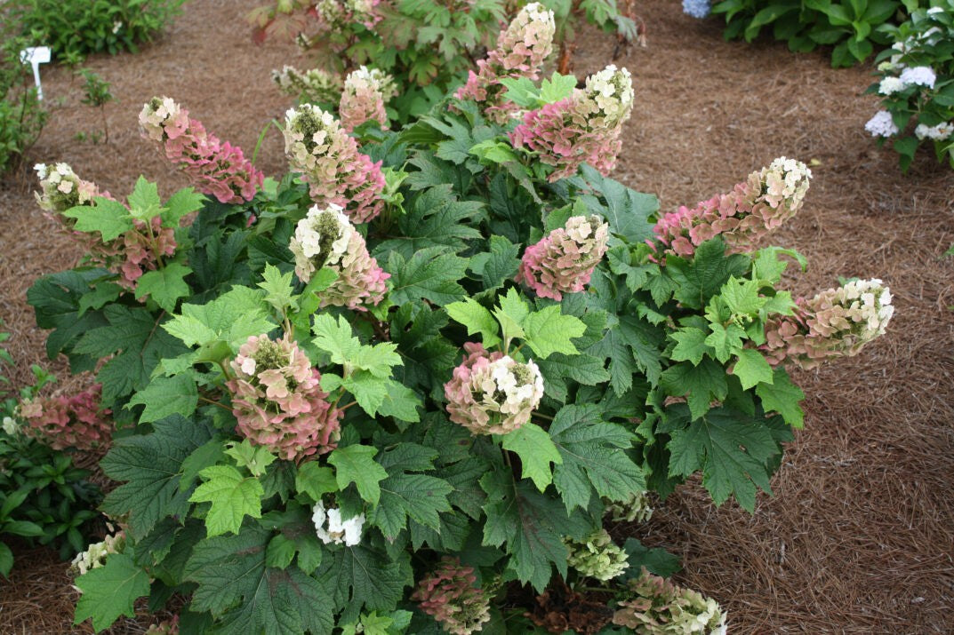 Jetstream Oakleaf Hydrangea 2g