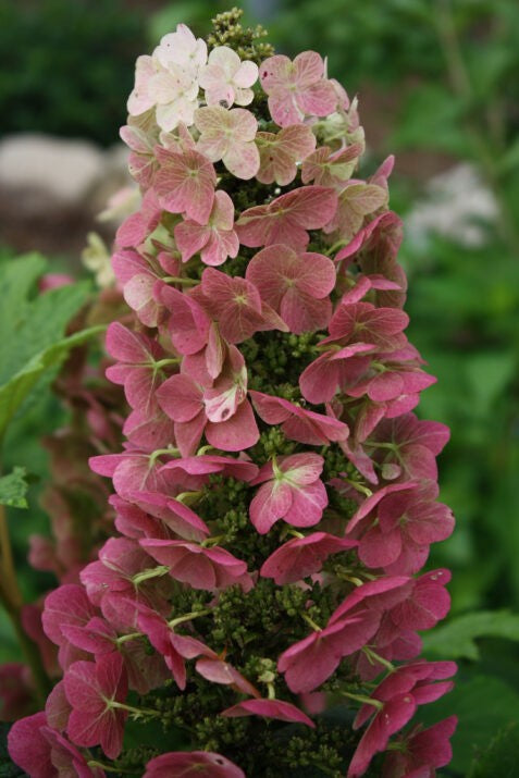 Jetstream Oakleaf Hydrangea 2g