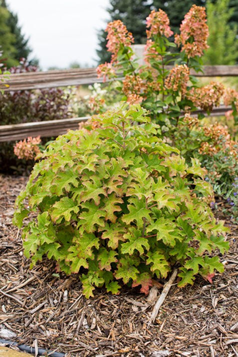 Jetstream Oakleaf Hydrangea 2g