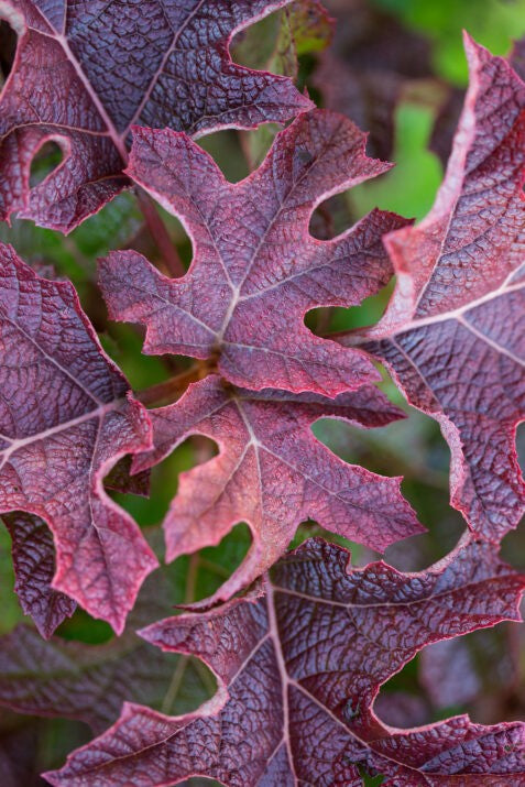 Jetstream Oakleaf Hydrangea 2g