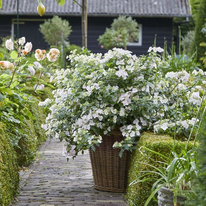 Fairytrail Bride Hydrangea