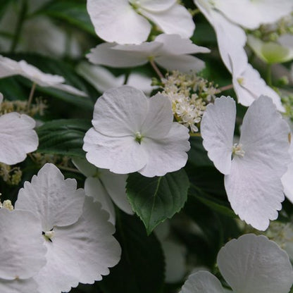 Fairytrail Bride Hydrangea