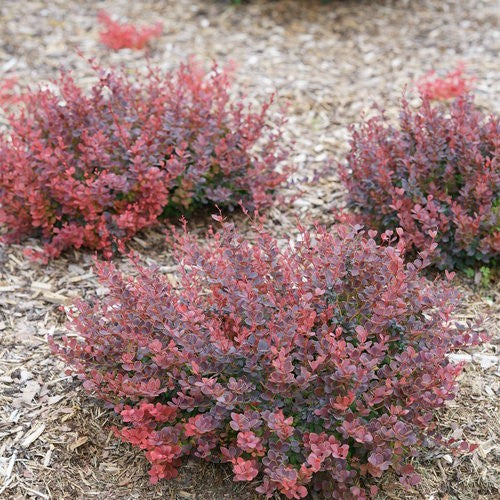 Barberry Mini Maroon 2 Gallon