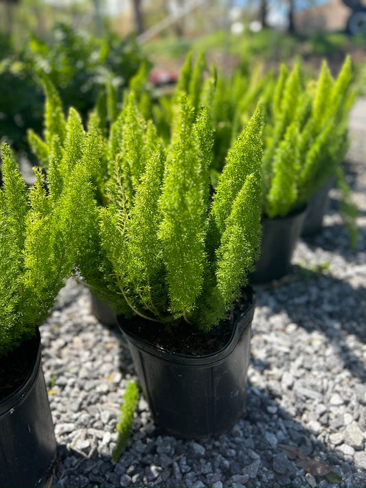 Foxtail Fern 10 inch