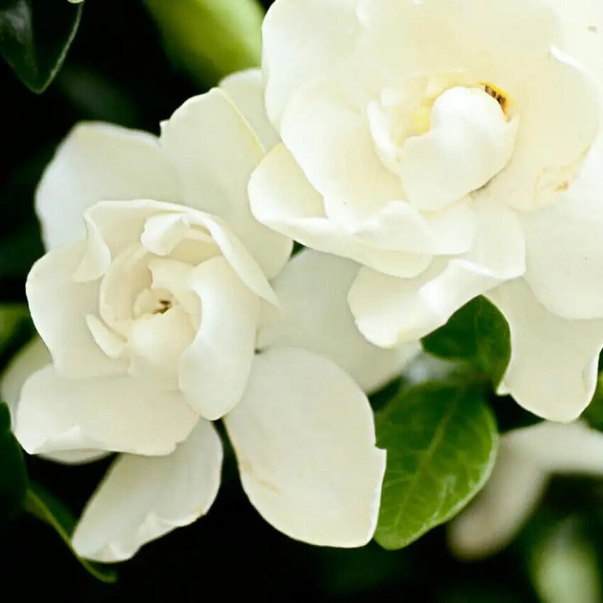 Jubilation Gardenia from Southern Living Plants Collection in pot