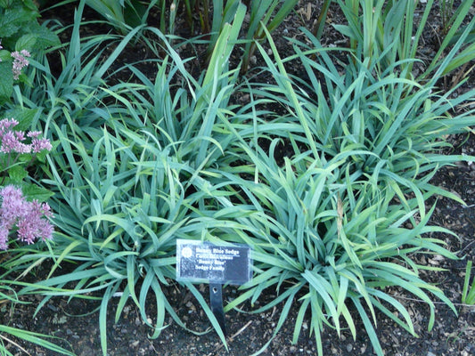 Blue Bunny grass with flowing foliage