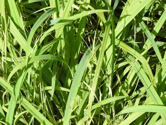 Carex Bunny Blue Ornamental Grass