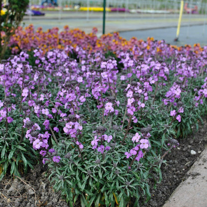 Perennial Wallflower Bowles Me Away 1G