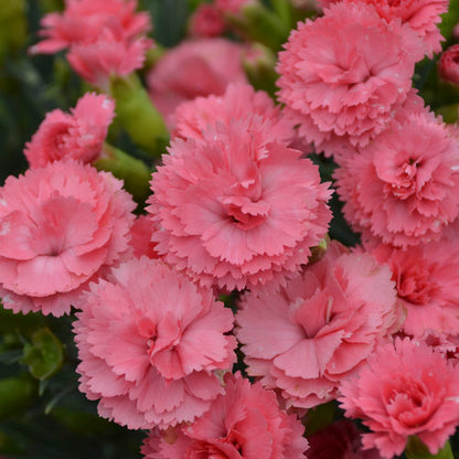 Dianthus Classic Coral 1Gal