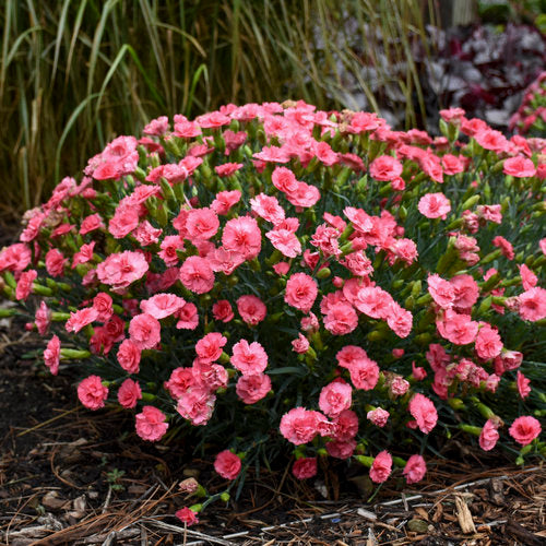 Dianthus Classic Coral 1Gal