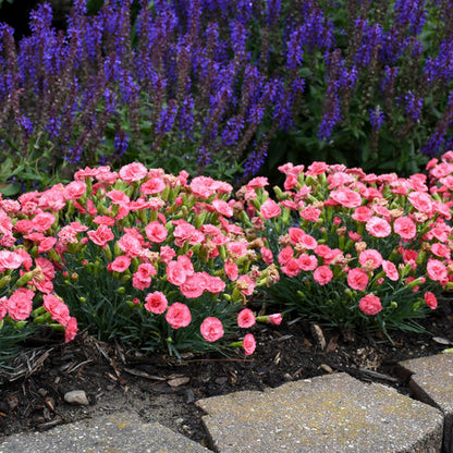 Dianthus Classic Coral 1Gal