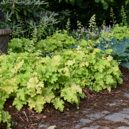 Heuchera Apple Twist 1g