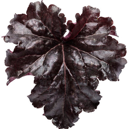 Heuchera Evening Gown 1g