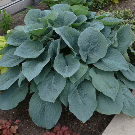 Hosta Blueberry Muffin 1 Gallon