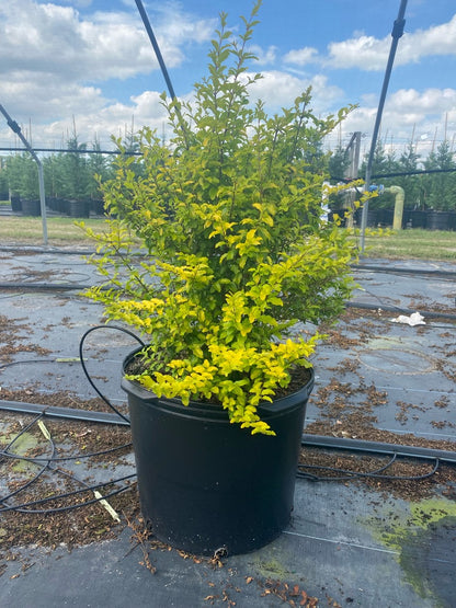 Sunshine Ligustrum in landscape