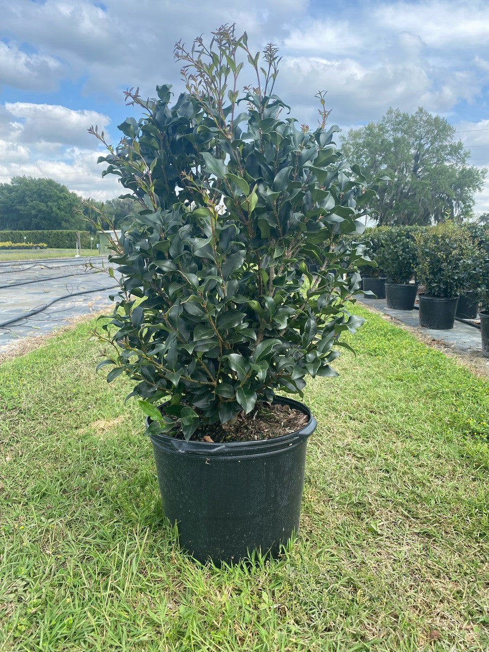 Ligustrum Recurvifolium in three gallon pot at Settlemyre Nursery