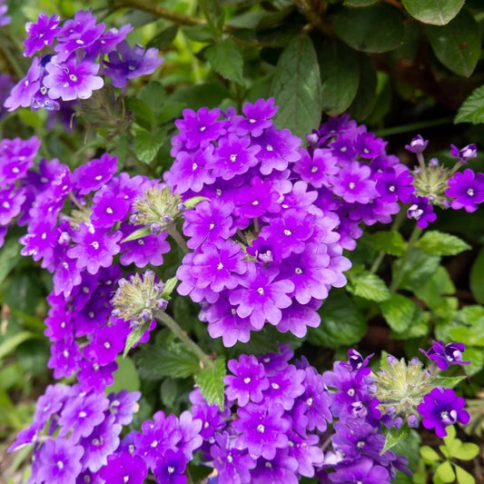 Verbena 1 Gallon