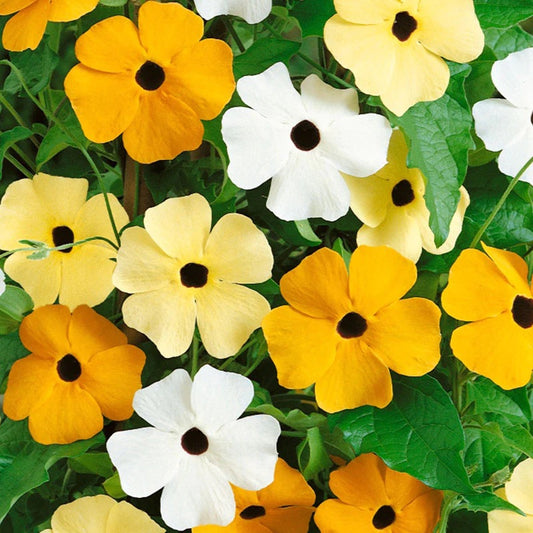 Annual Thunbergia Susie Black Eyed Susan Vine