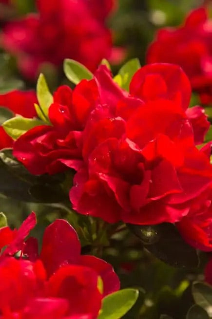 Autumn Fire Encore Azalea with reblooming fiery red blooms