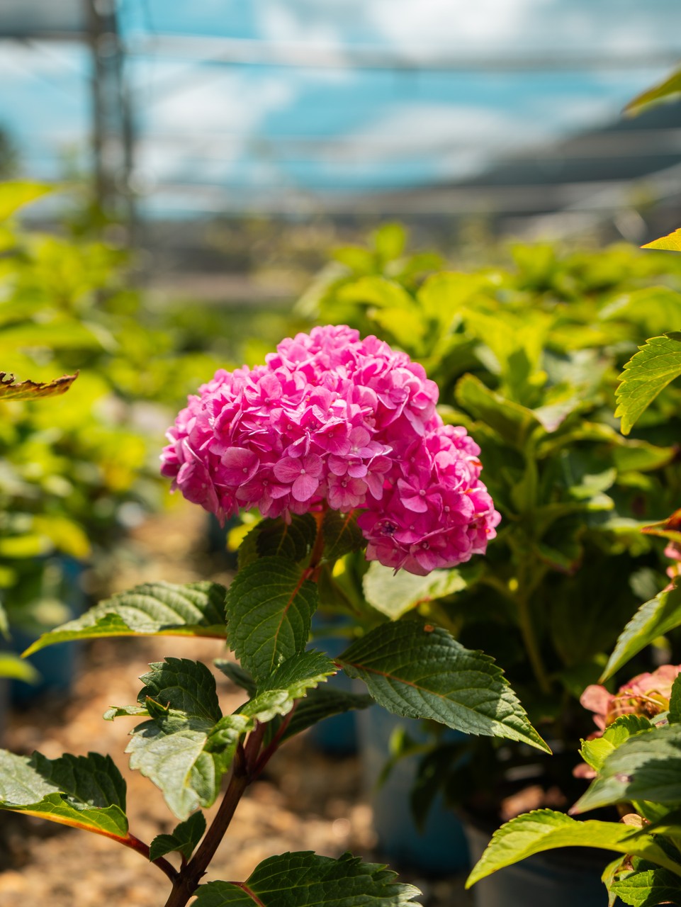 Summer Crush Hydrangea