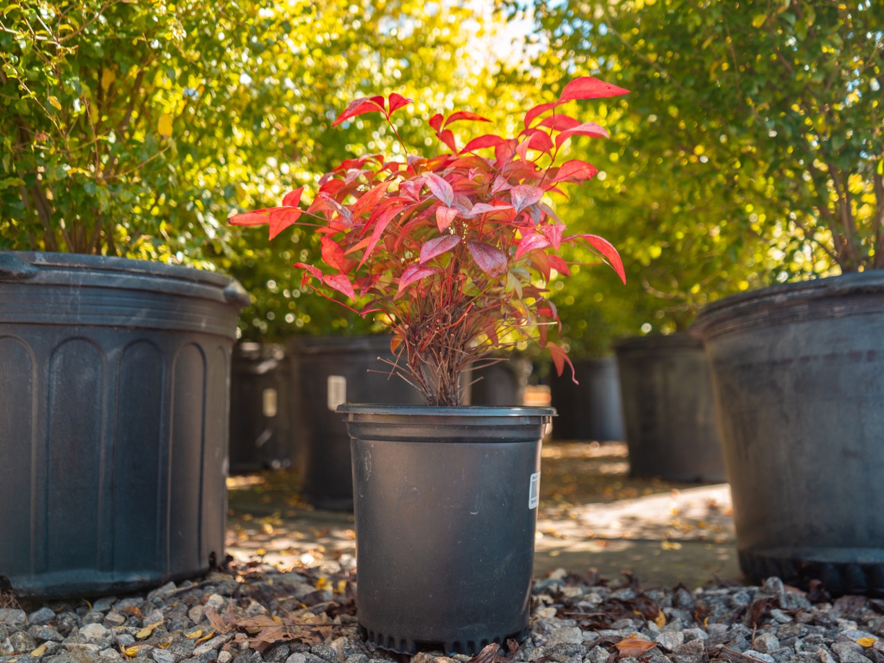 Nandina Firepower