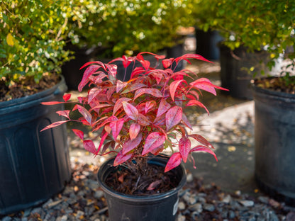 Nandina Firepower