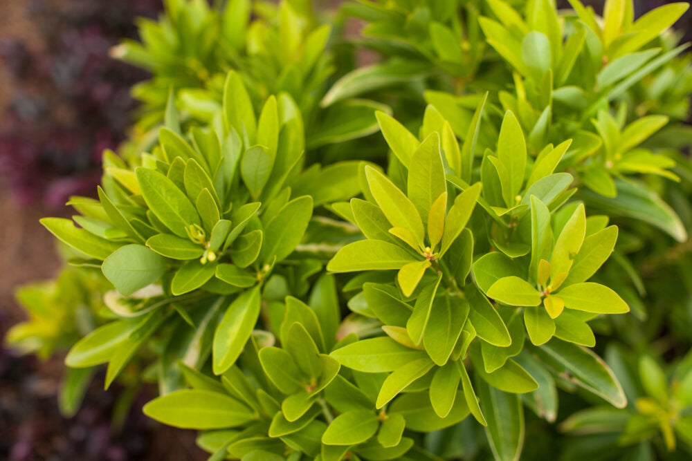 Illicium Anise Banana Appeal