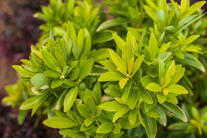 Illicium Anise Banana Appeal