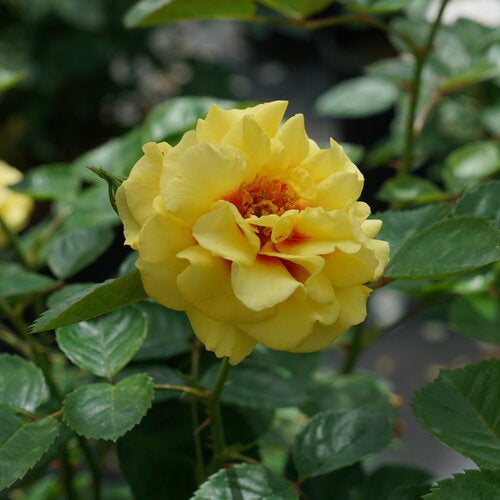 Rose Bush Rise Up Ringo Climbing 2 Gallon