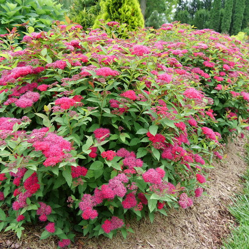 Spiraea Dbl Play Doozie 2G